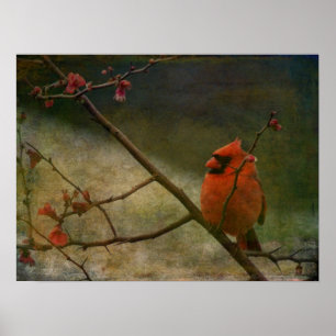 Poster Cardinal
