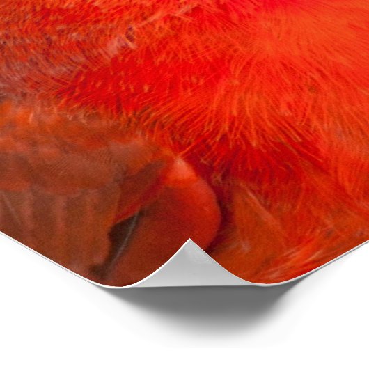 Poster Cardinal (Coin)