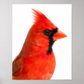 Poster Cardinal (Devant)