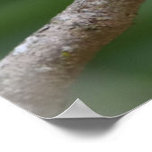 Poster Cardinal à bec jaune dans un arbre (Coin)