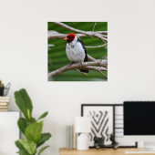 Poster Cardinal à bec jaune dans un arbre (Bureau à domicile)