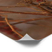 Poster Cardinal américain (Coin)