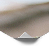 Poster Cardinal Bird (Coin)