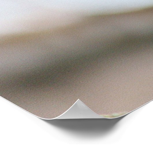 Poster Cardinal Bird (Coin)