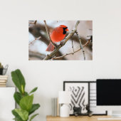 Poster Cardinal Bird (Bureau à domicile)