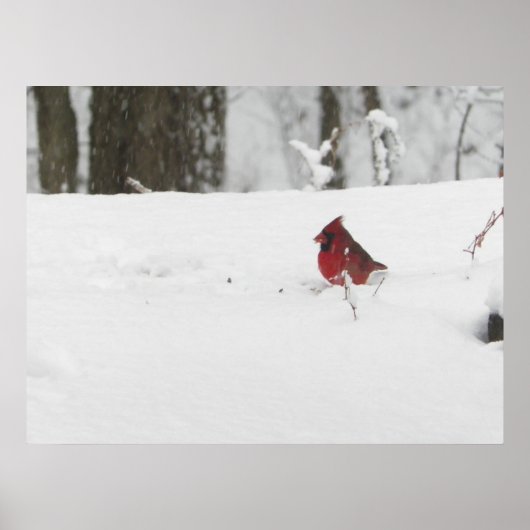 Poster Cardinal Bird in the Winter Snow Photo (Devant)
