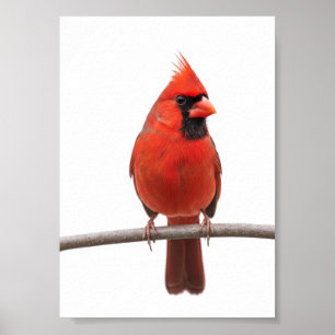 Poster Cardinal dans la neige