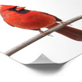 Poster Cardinal dans la neige (Coin)