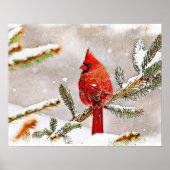 Poster Cardinal dans un pin en hiver (Devant)