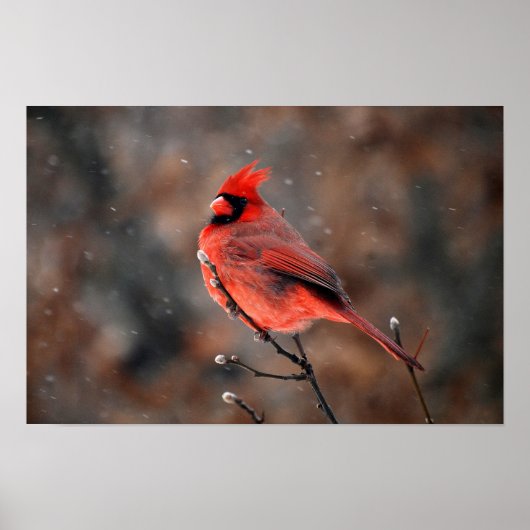 Poster Cardinal dans une tempête de neige (Devant)