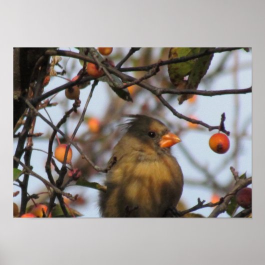 Poster Cardinal d'automne (Devant)