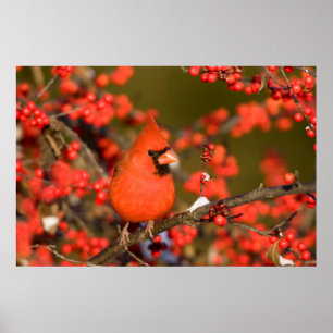 Poster Cardinal de Northern