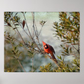 Poster Cardinal de Wax Myrtle (Devant)