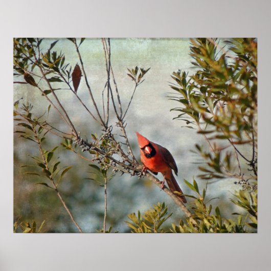 Poster Cardinal de Wax Myrtle (Devant)