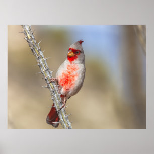 Poster Cardinal des arides