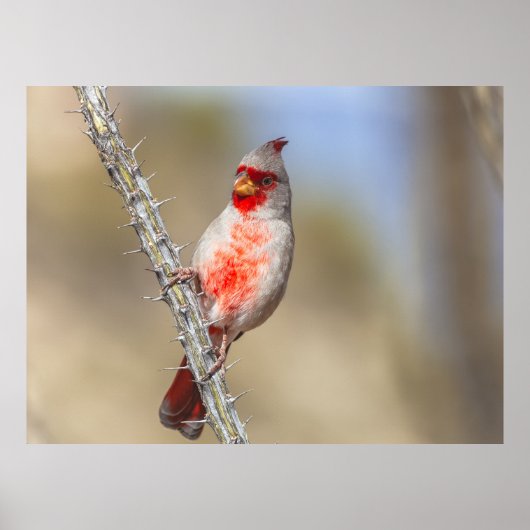 Poster Cardinal des arides (Devant)