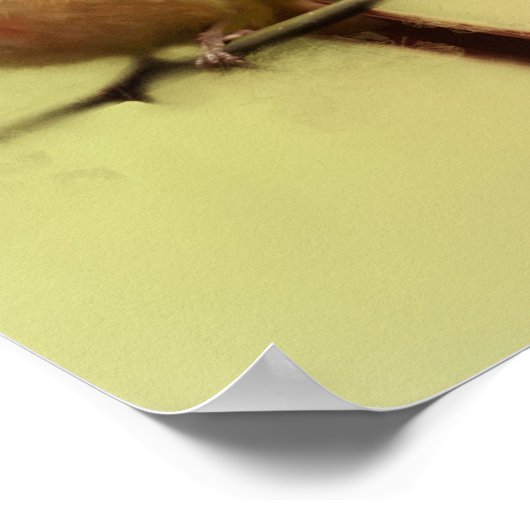 Poster Cardinal des femmes (Coin)