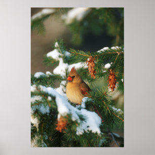 Poster Cardinal du Nord dans l'arbre, Illinois