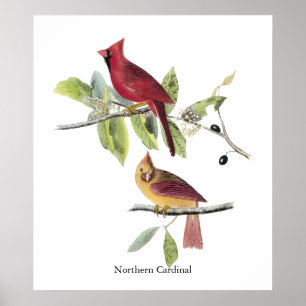Poster Cardinal du nord d'Audubon