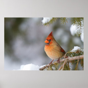 Poster Cardinal du Nord femelle dans un épinette en hiver