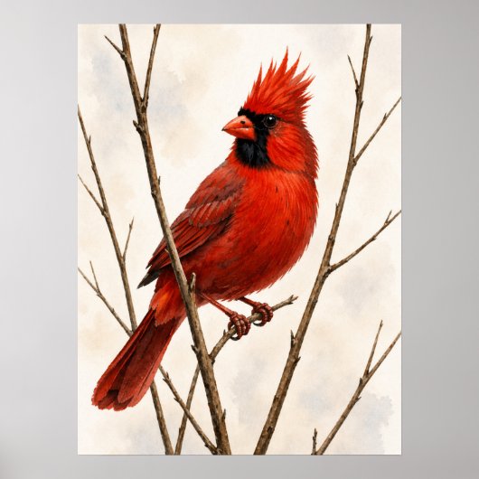 Poster Cardinal du Nord mâle (Devant)