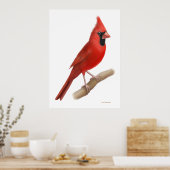 Poster Cardinal du Nord - Oiseau rouge Imprimer (Cuisine)