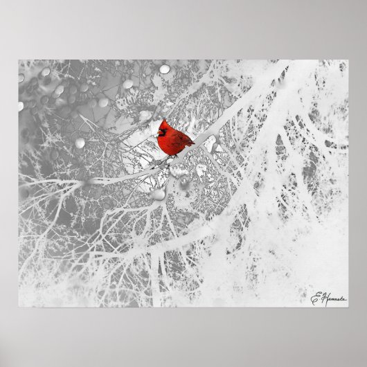 Poster Cardinal en hiver (Devant)