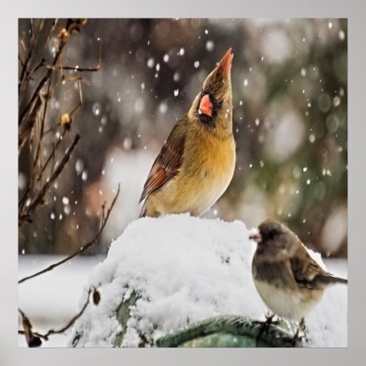 Poster Cardinal Et Bruant Dans La Neige (Devant)