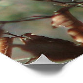 Poster Cardinal féminin (Coin)