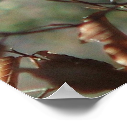 Poster Cardinal féminin (Coin)