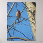 Poster Cardinal Femme/Oiseau (Devant)