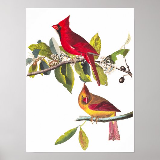 Poster Cardinal Grosbeak par John James Audubon (Devant)