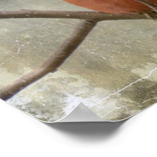 Poster Cardinal Grunge (Coin)