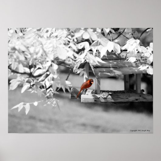Poster Cardinal Infrared (Devant)