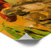 Poster Cardinal mâle sur une bûche (Coin)