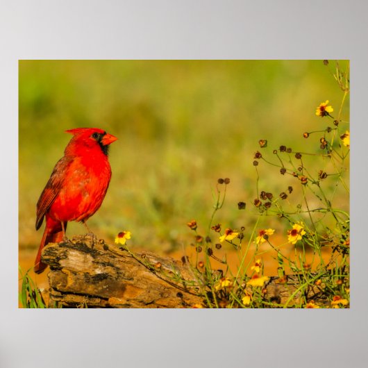 Poster Cardinal mâle sur une bûche (Devant)