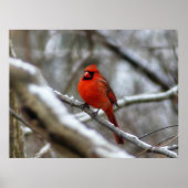 Poster Cardinal masculin (Devant)