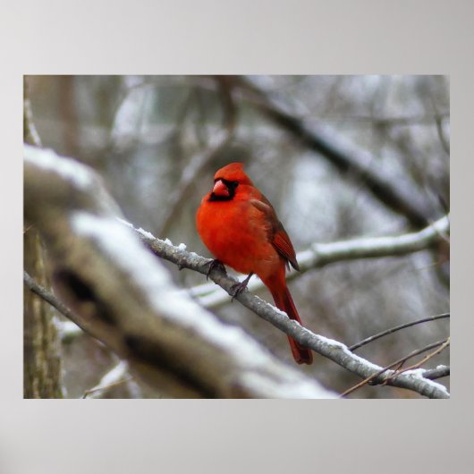 Poster Cardinal masculin (Devant)
