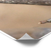 Poster Cardinal masculin (Coin)