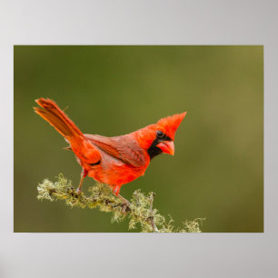 Poster Cardinal masculin sur le membre