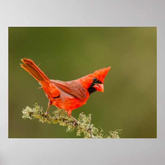 Poster Cardinal masculin sur le membre (Devant)