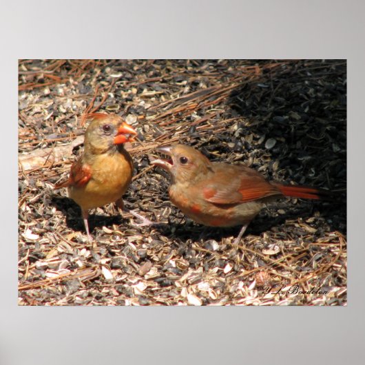 Poster Cardinal Mom & Baby (Devant)