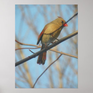 Poster Cardinal/Oiseau féminin