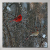 Poster Cardinal Pair (Devant)