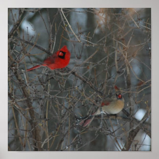 Poster Cardinal Pair
