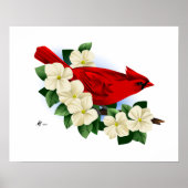 Poster Cardinal rouge du Nord (Devant)