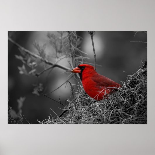 Poster Cardinal rouge du Nord - Photographie d'oiseaux (Devant)
