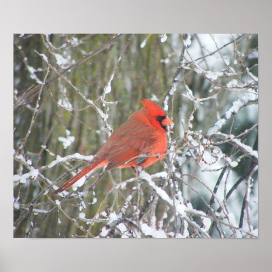 Poster Cardinal rouge en hiver (Devant)