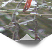 Poster Cardinal rouge en hiver (Coin)