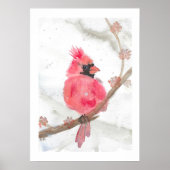 Poster Cardinal rouge en neige (Devant)